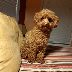 Meet your Posher, Sharon